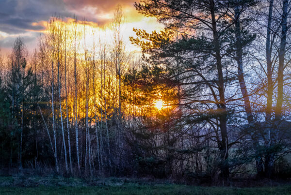 Cold morning with sun behind trees