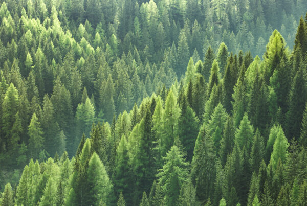 Sunrays over a green forest in summer
