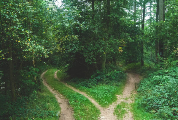 Woodland walk through green trees