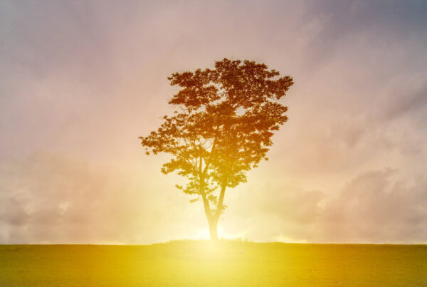 Tree in a field with the sun rising