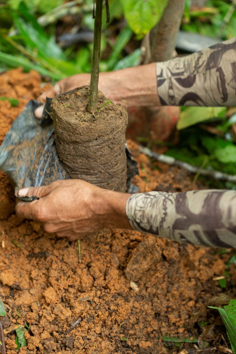 On Tree Planted tree being planted - close up