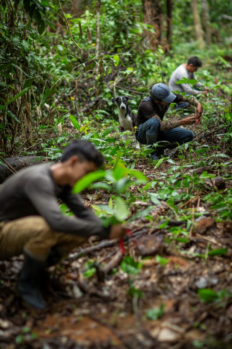 On Tree Planted workers planting