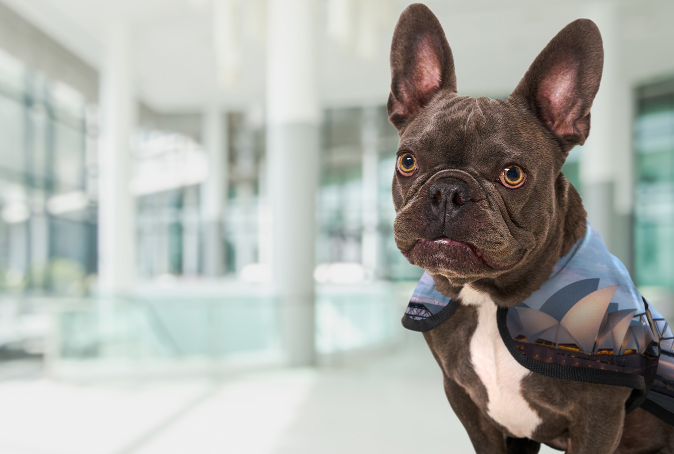 K2 brand image Jude the dog with Sydney skyline coat